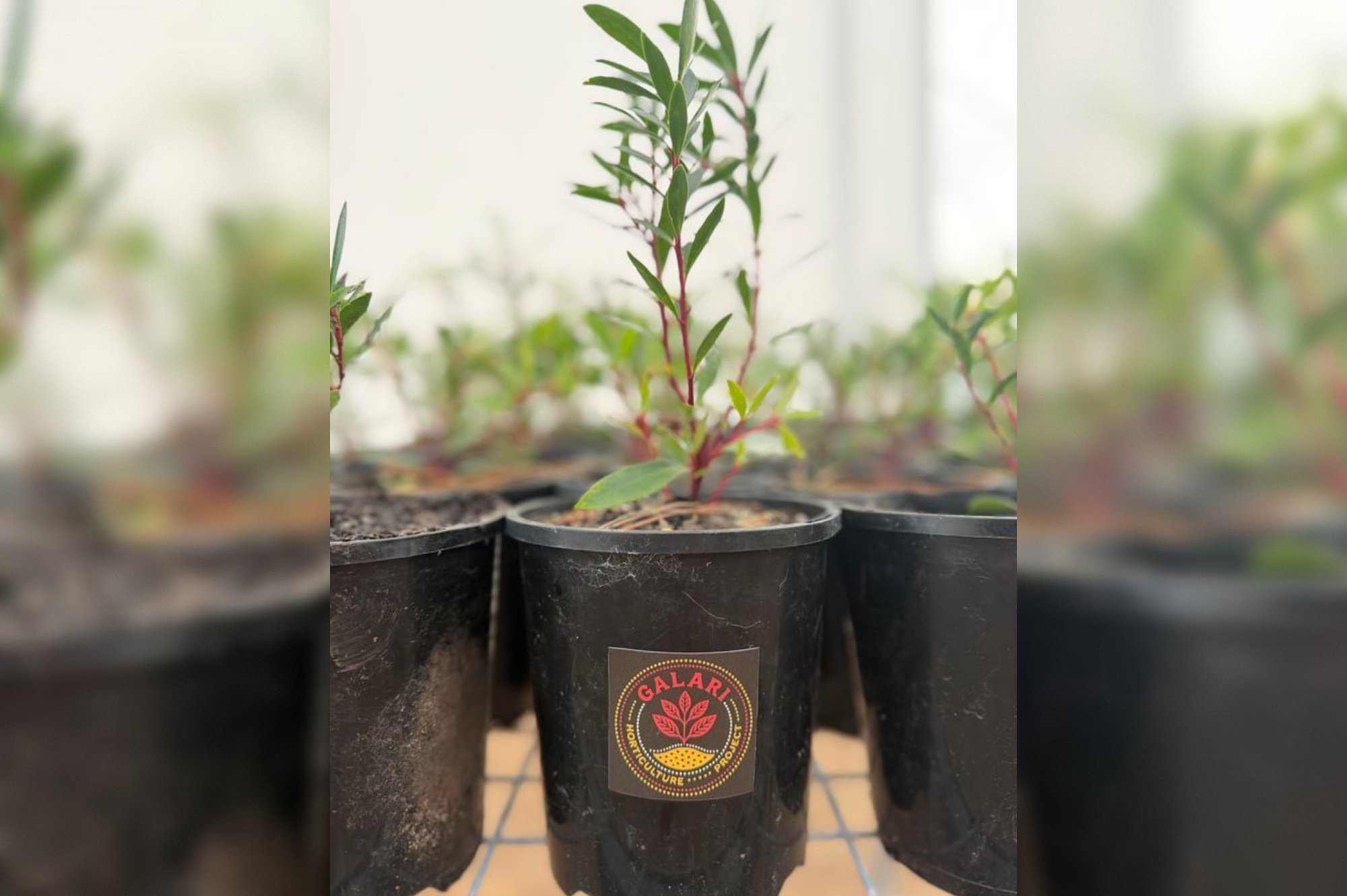 Galari Horticulture sows seeds of success in Condobolin
