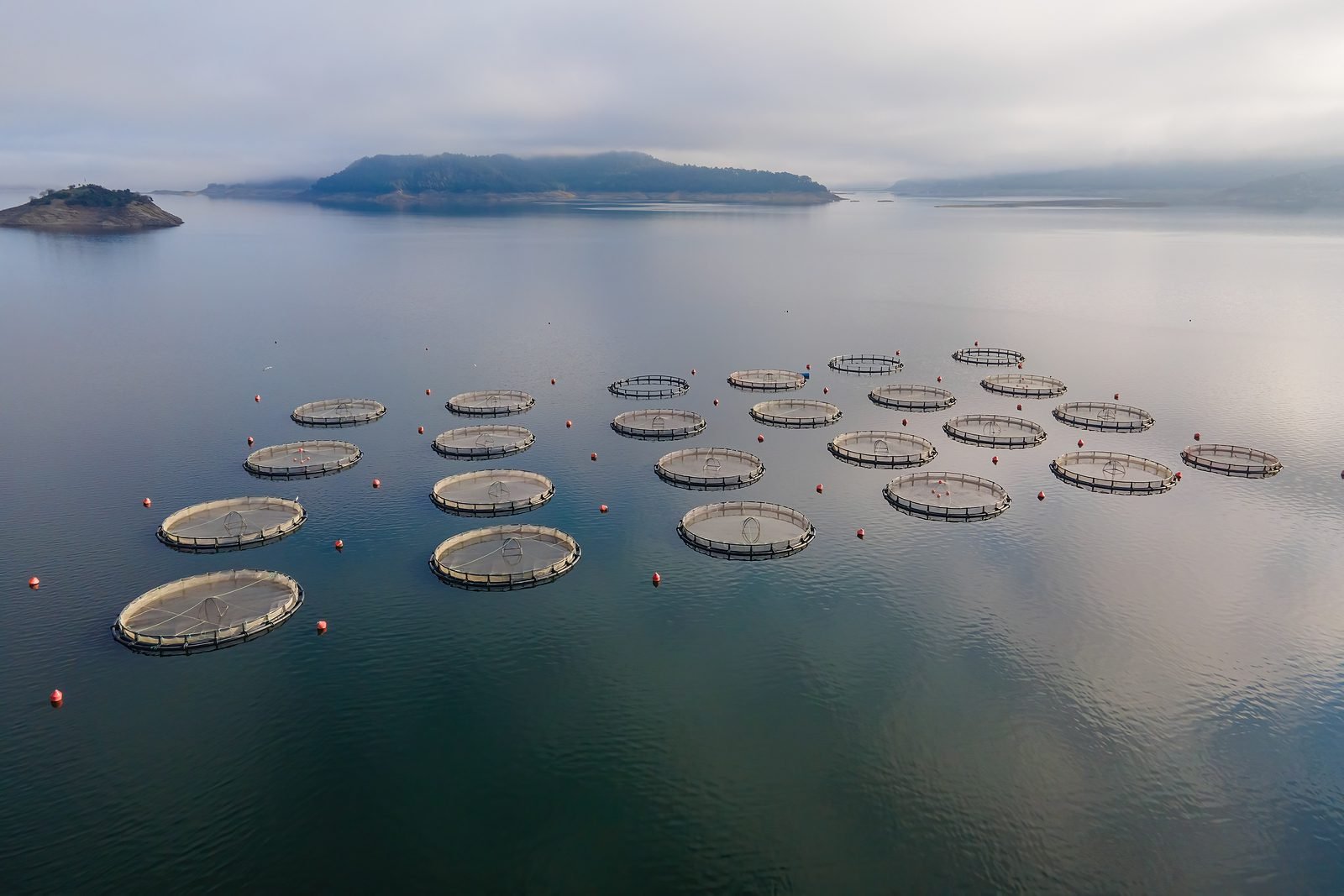 Canadian First Nations leaders urge government to protect wild salmon in British Columbia