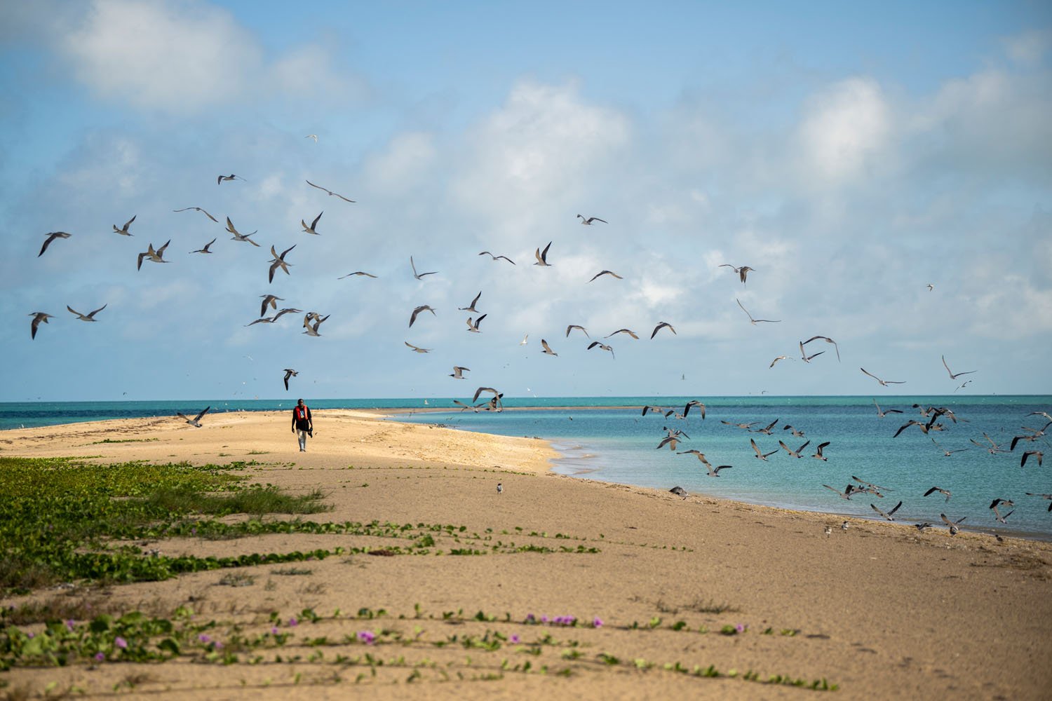 Call for support for Indigenous Rangers on bird flu frontline