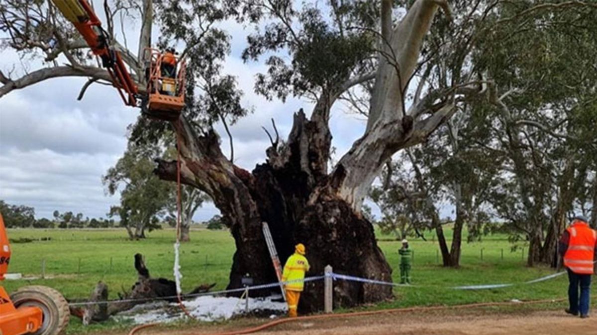 700-year-old Birthing Tree set alight by vandals | National Indigenous ...