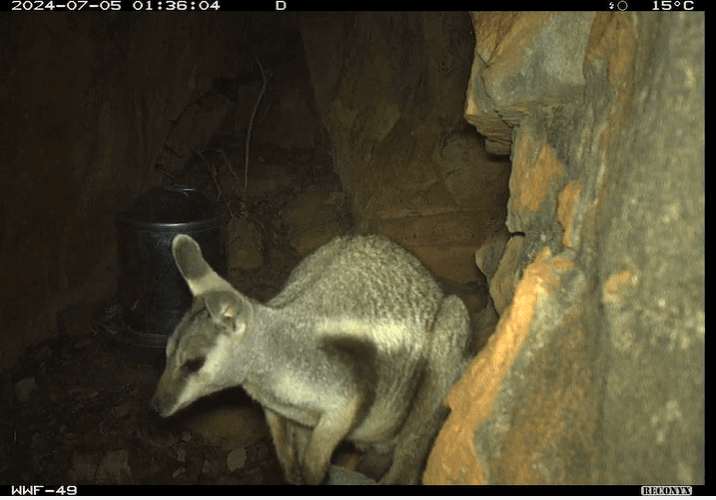 Extinct Rangers Kimberley Indigenous rangers work to protect one of... | National ...