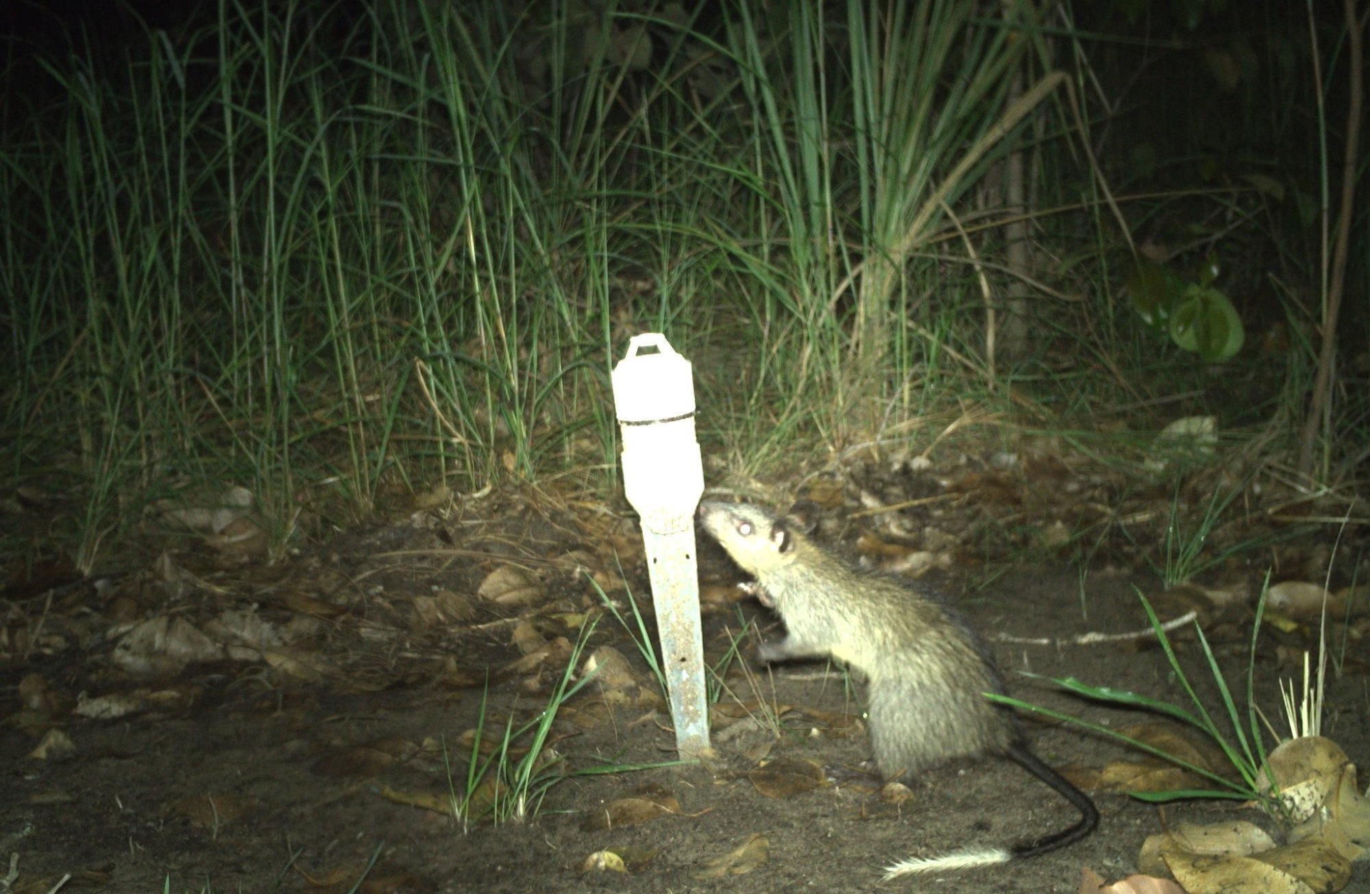 Indigenous rangers play key role in critical wildlife monitoring