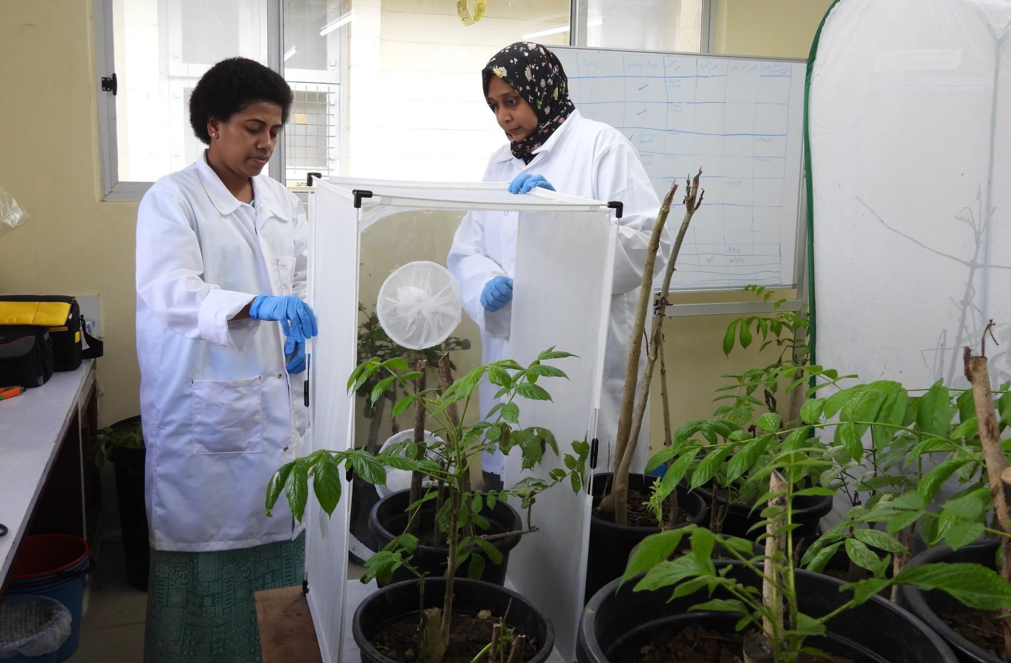 Fiji tests biocontrol agents to tackle invasive African tulip