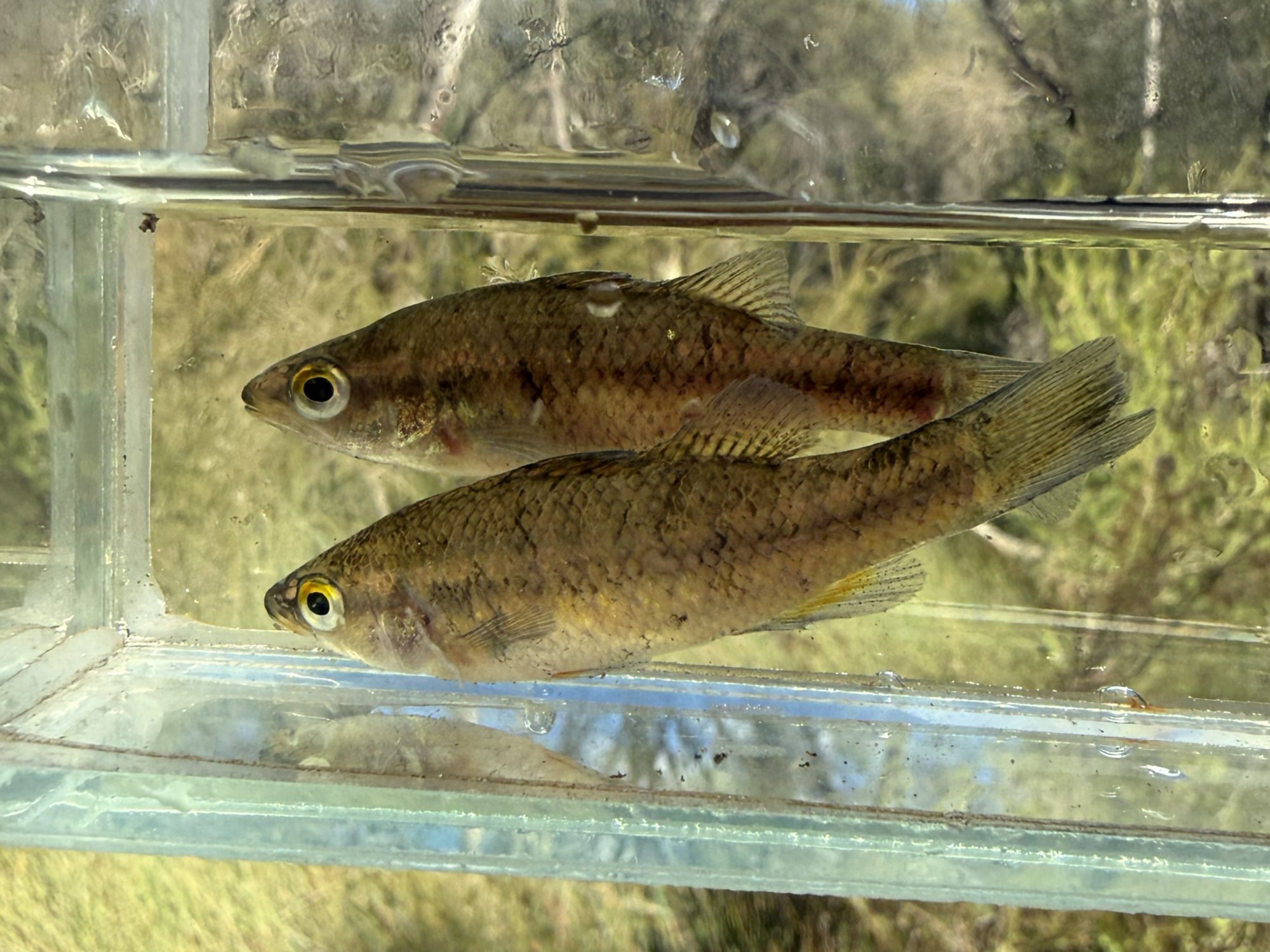 Indigenous rangers discover Boorloo / Perth Hills population of rare native fish thought to be extinct