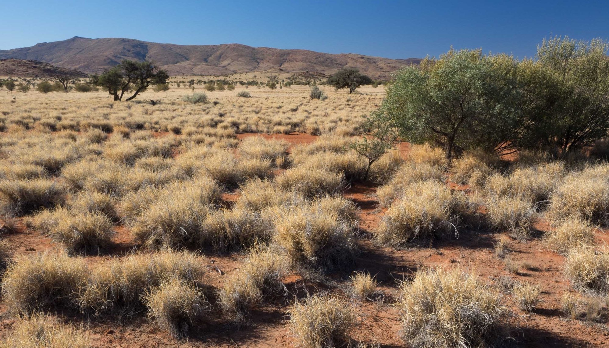 'Now we have a dollar figure' - First Nations groups urge action on buffel grass as new report reveals scale of threat