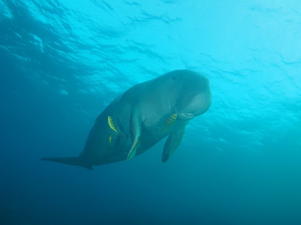 Gulf dugong numbers plunge as Traditional Owners call for urgent action