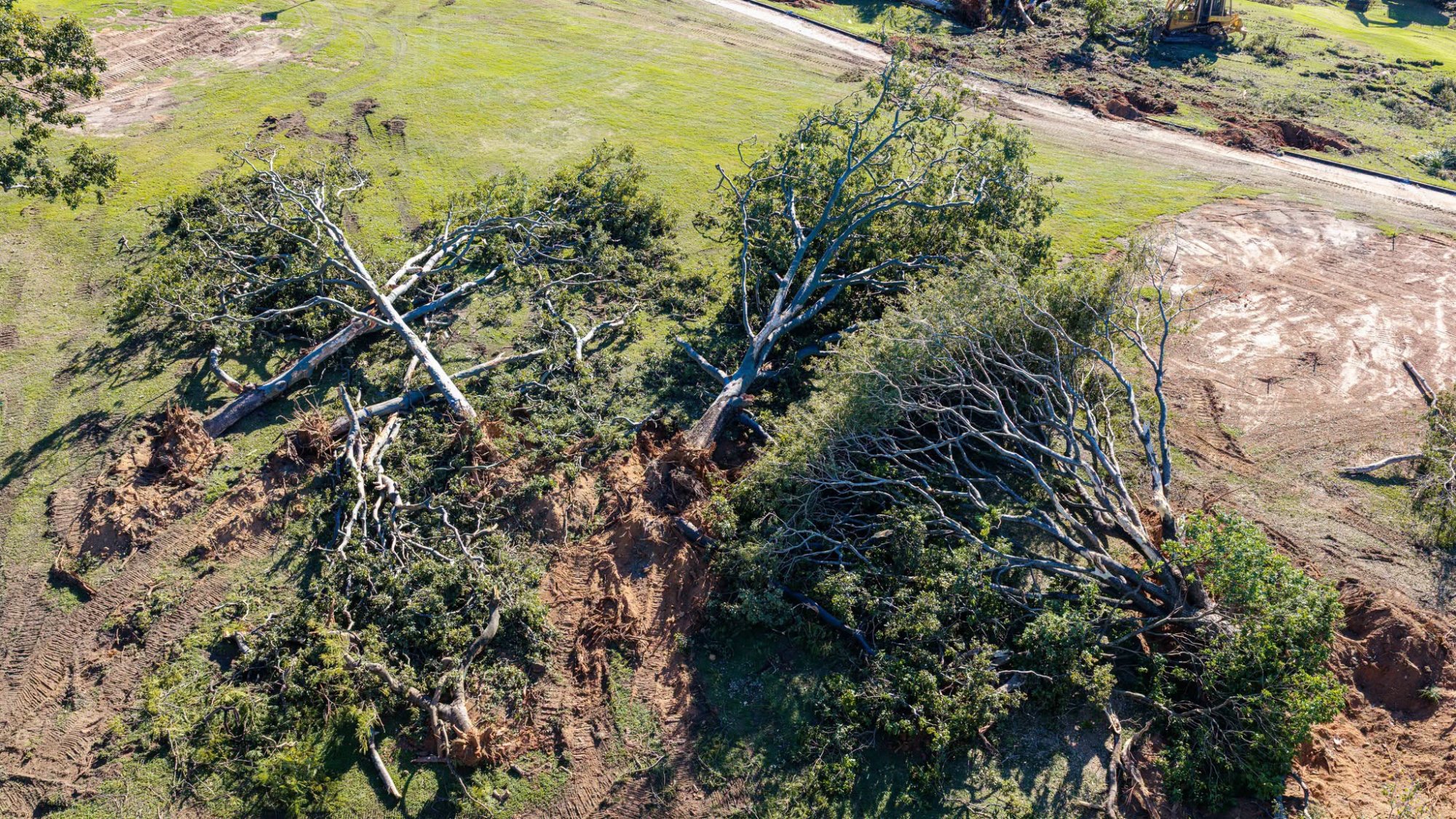 Trees felled as Traditional Owners push for emergency protection for Barrambin / Victoria Park