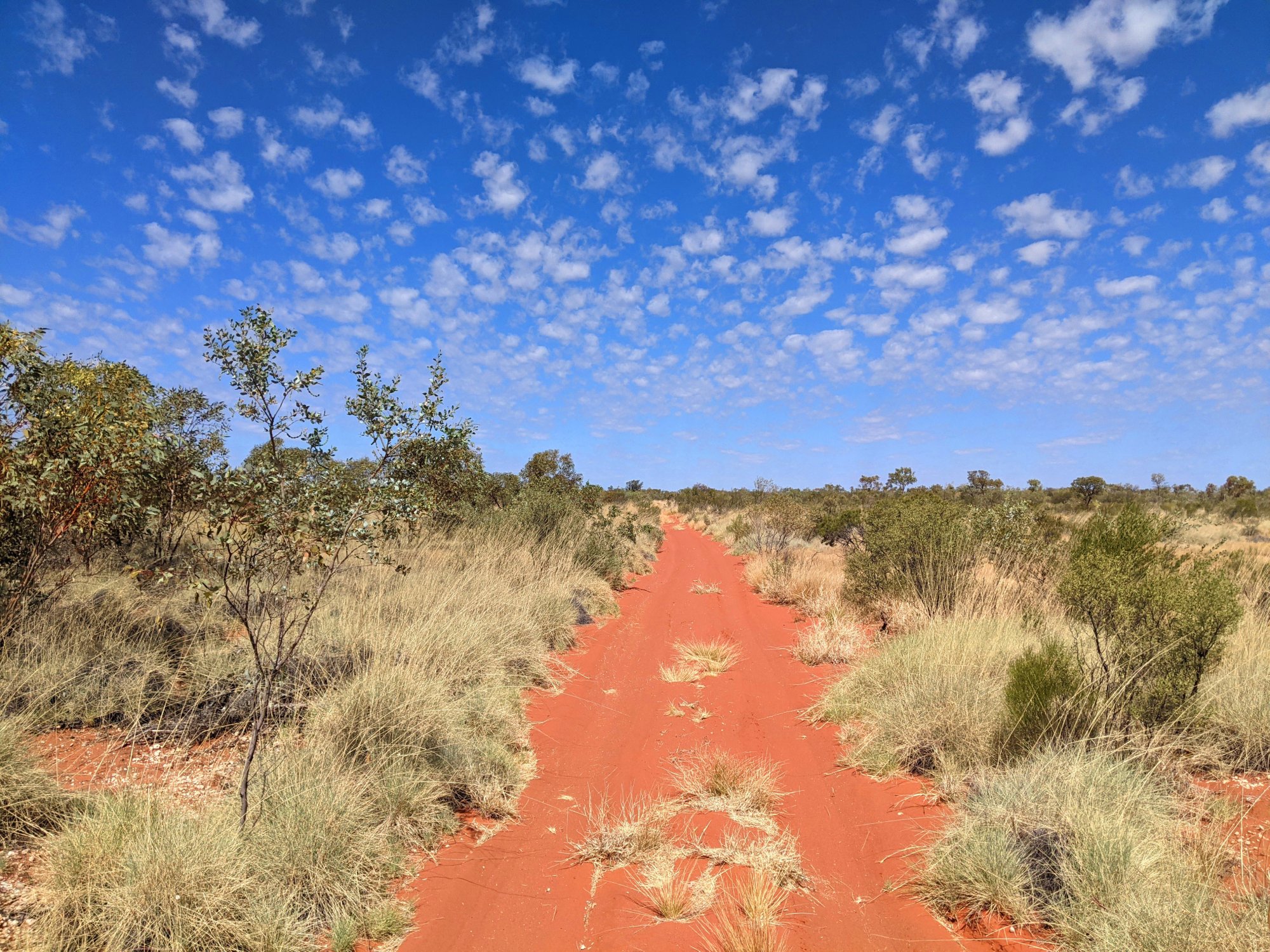 Country painted by renowned artist Emily Kame Kngwarreye gains native title recognition