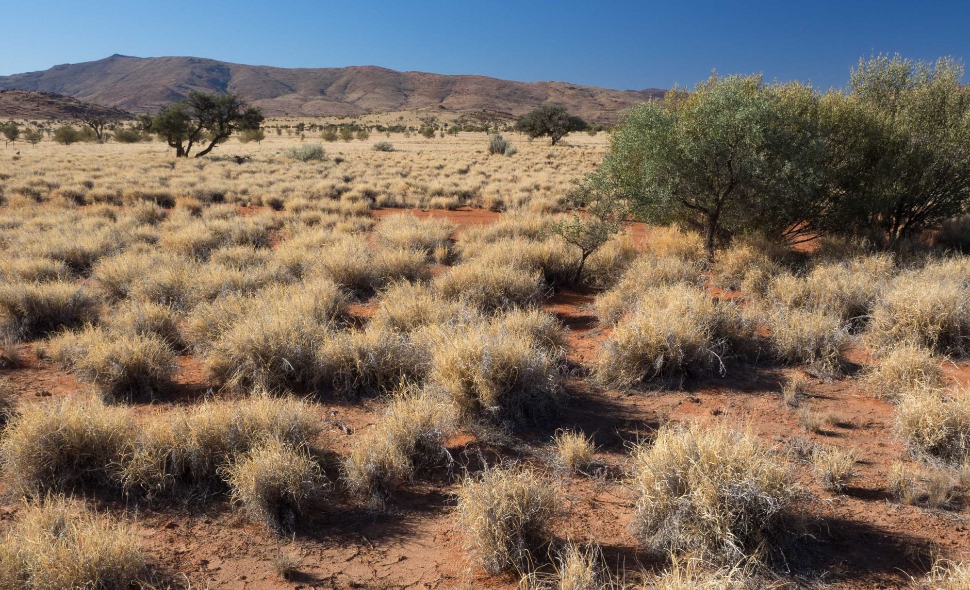 Calls for action on Buffel grass continue as El Niño summer looms