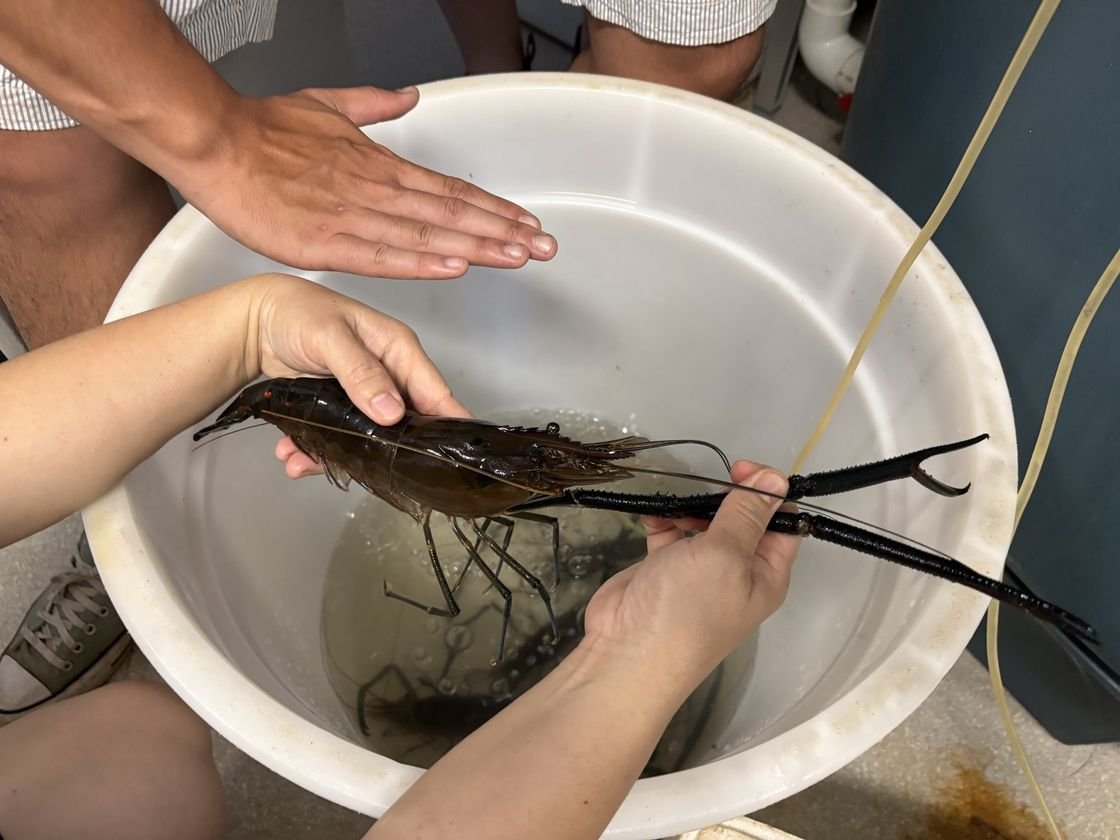 100% Indigenous-owned Hope Vale Foundation prawn farm receives boost through $500,000 Coles Nurture Fund grant