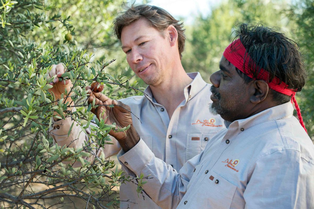 Devon Fiddler First Nations growers help WA sandalwood leader on ... | National ...