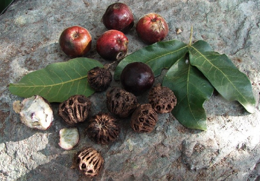 Forgotten superfruit returns after rare harvest