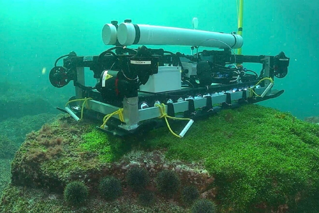 Aotearoa builds an arsenal against a 'wily' invasive seaweed