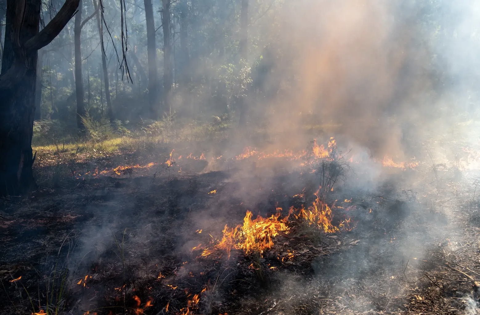 New survey investigates First Nations experiences in emergency management to improve leadership, representation and wellbeing