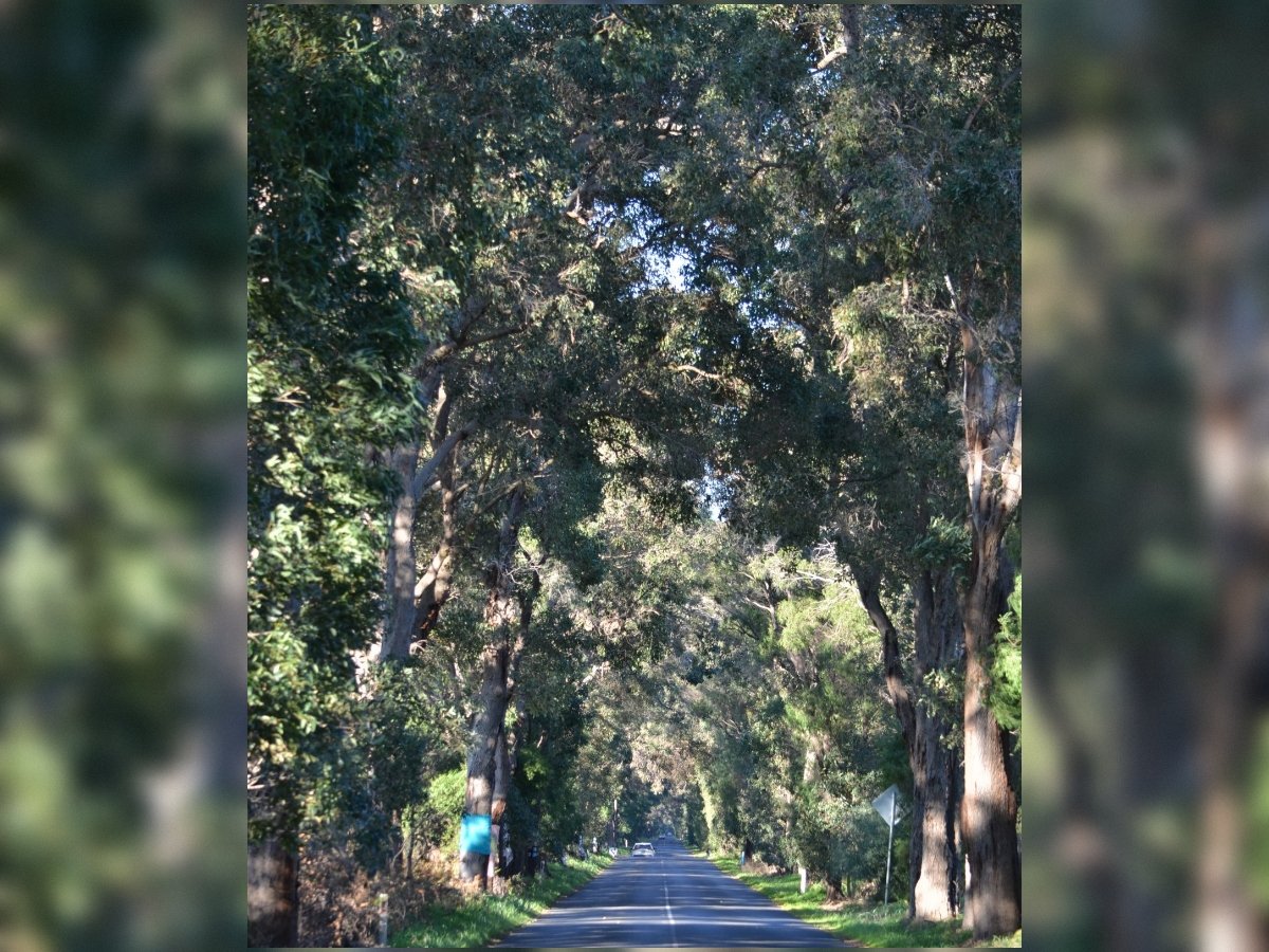 Exclusive: City of Busselton failed to consult Traditional Owners before clearing on Aboriginal heritage site