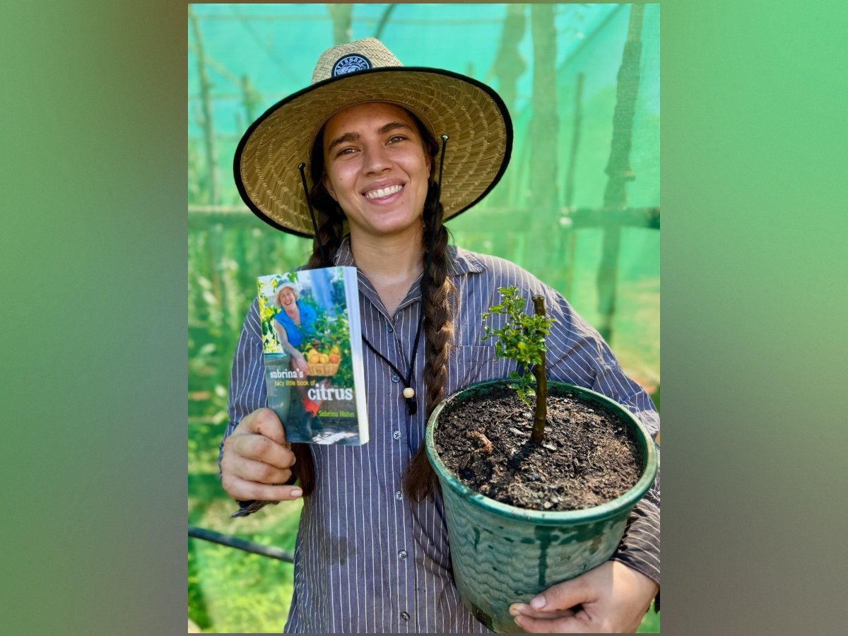 Mangarri Man: Common as lemon, Australia’s most popular fruit tree