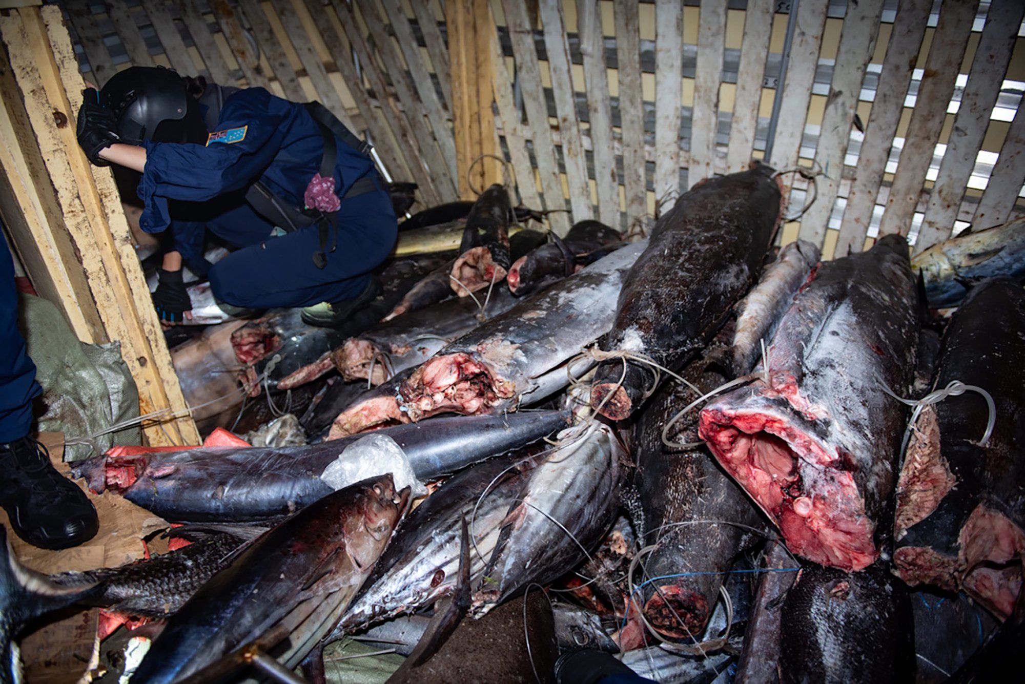 Images show gruesome extent of illegal Pacific fishing