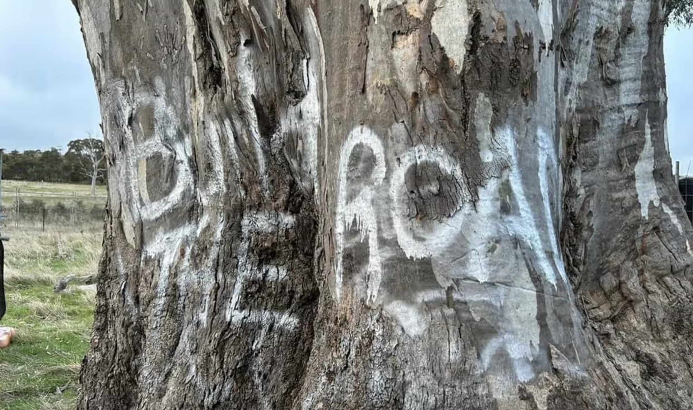 Investigation launched, reward offered for informat... | National ...