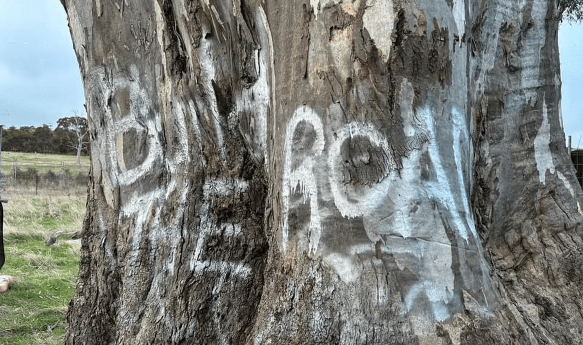 Investigation launched, reward offered for informat... | National ...