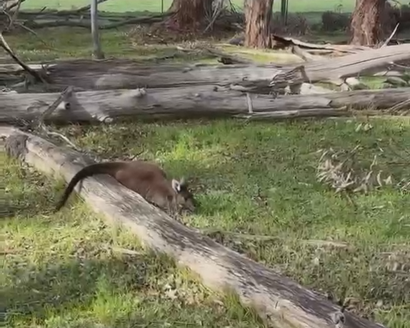 Calls for urgent investigation over animal welfare concerns around Alcoa Pinjarra refinery