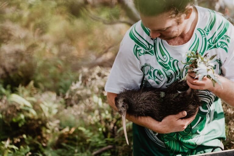 More than 250 kiwi returned to Wellington through community project