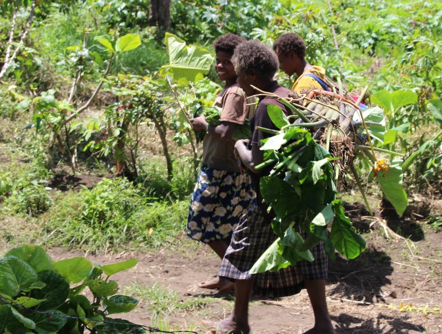Vanuatu’s food security under immense pressure from climate change