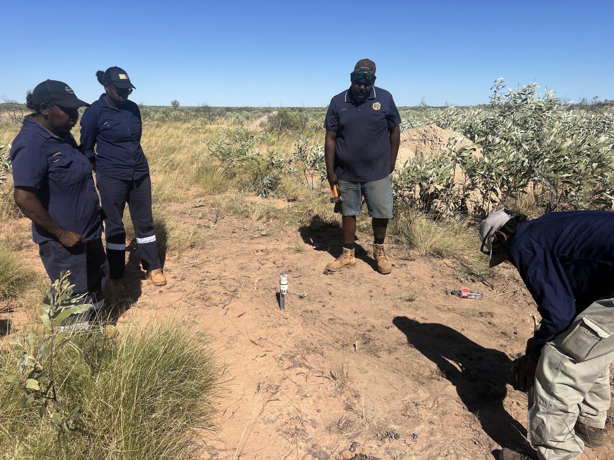 Indigenous rangers play crucial role in discovering bilbies in desert oasis