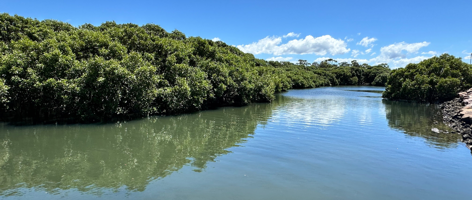 Mangrove boardwalk’s safety upgrades honour Aboriginal cultural heritage