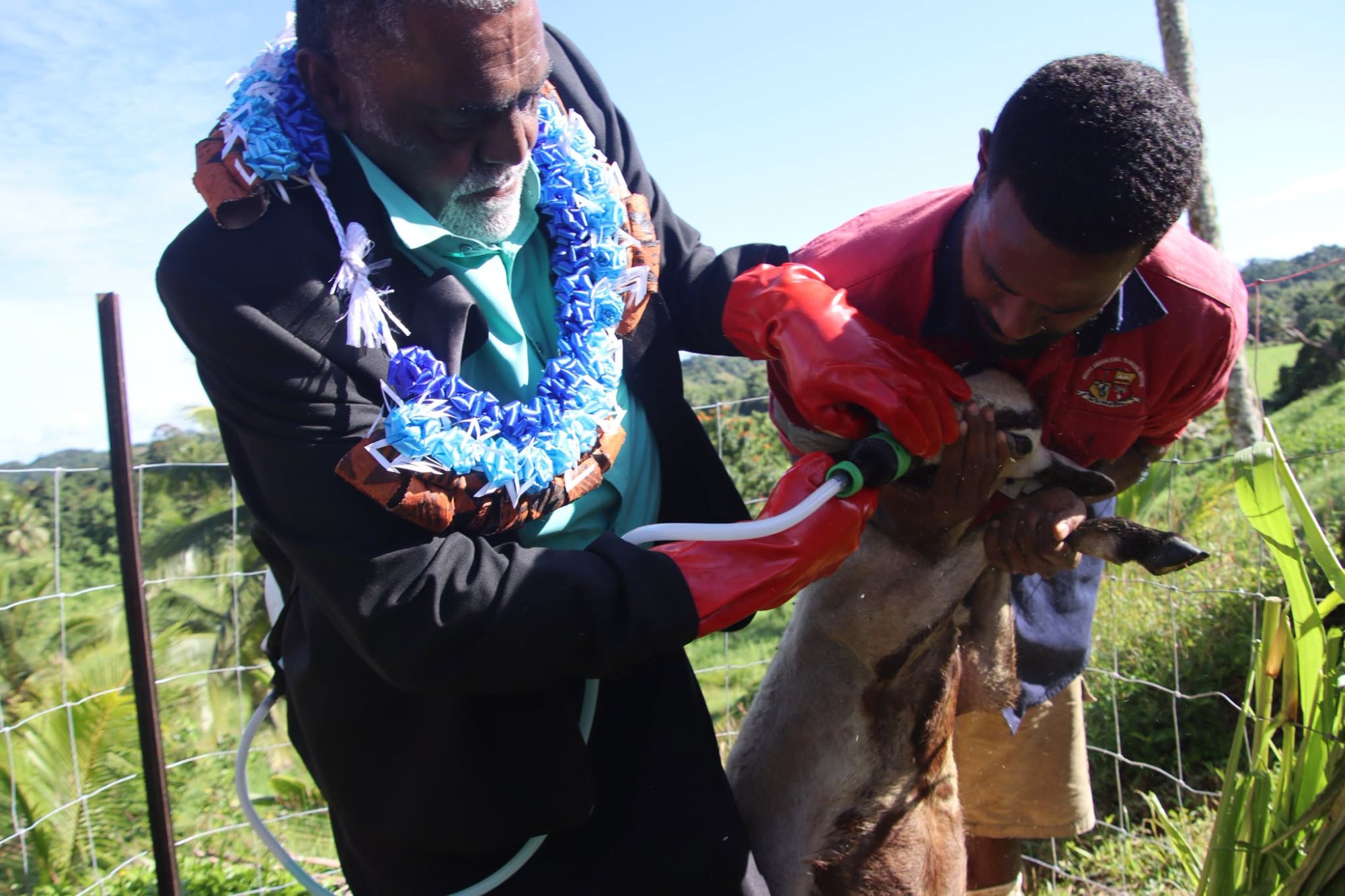 Fiji targets meat imports with sheep and goat farming push
