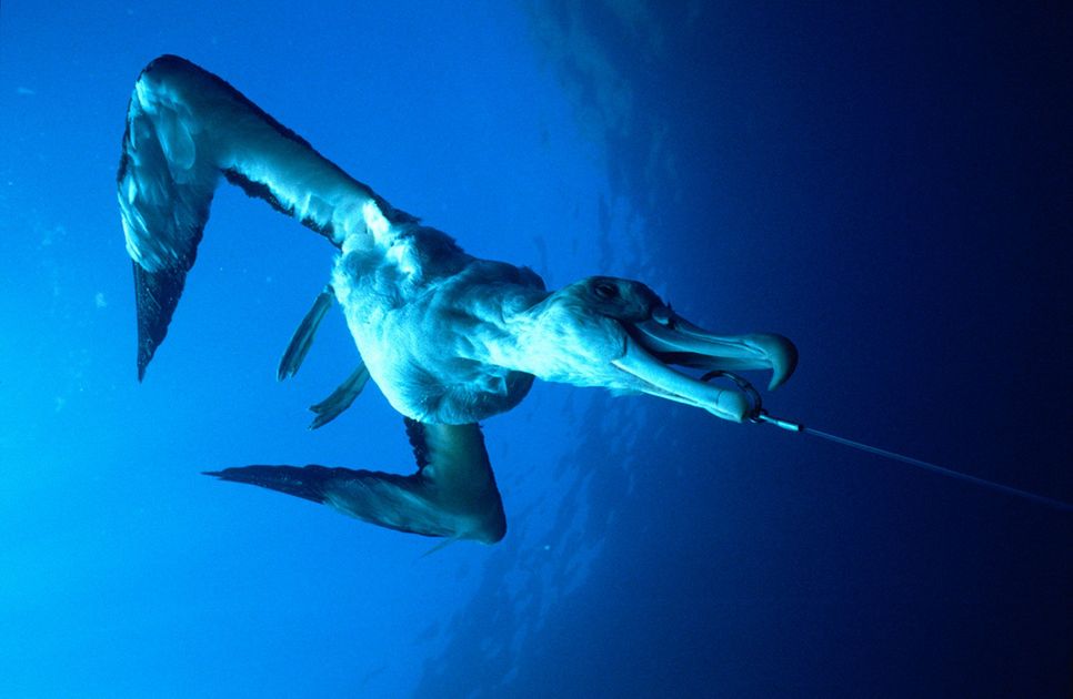 Fishing in Pacific protected area halted after ruli... | National ...